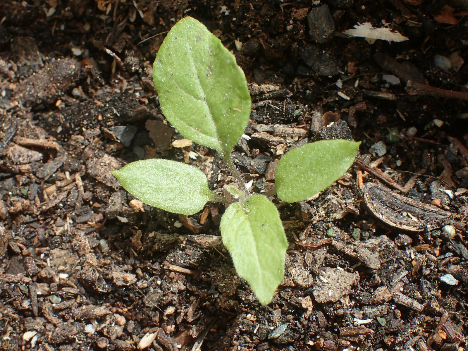 High Resolution Solanum douglasii Shoot